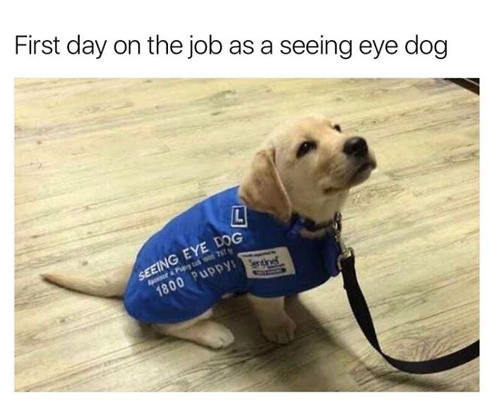 20+ Dog Memes That Will Definitely Put A Smile On Your Face