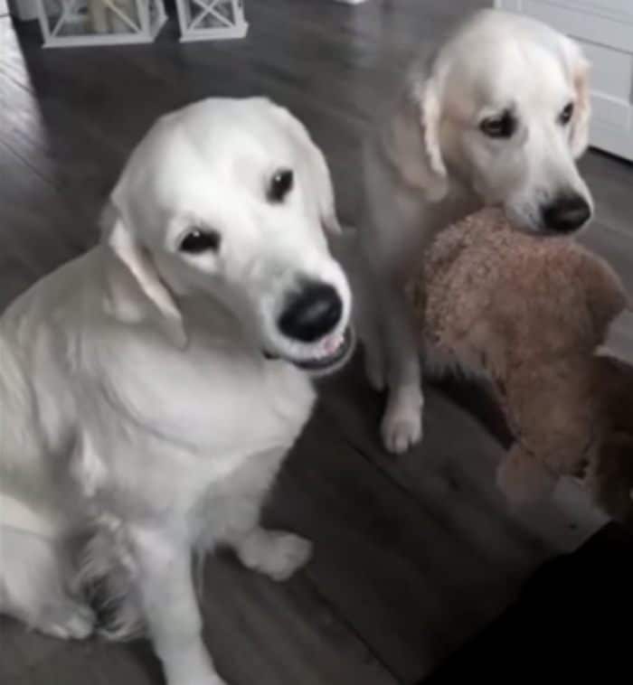 Sharing-Pups
