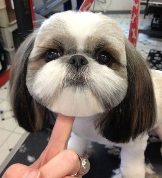 10+ Photos Of Doggos With Ridiculously Hilarious Haircuts