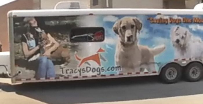 dog-on-bus