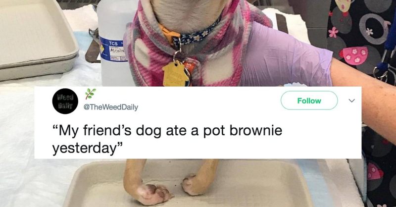 doggo-pet-brownie