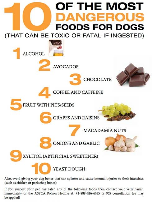 Dangerous Food For Dogs Chart
