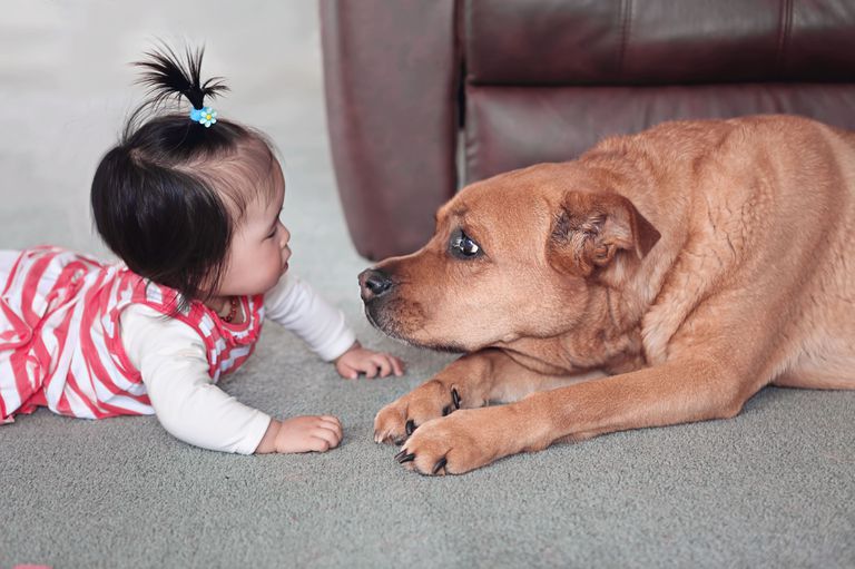 Meet pet. Children and Pets. Baby Dog. The Baby and the Dog are on the Floor.
