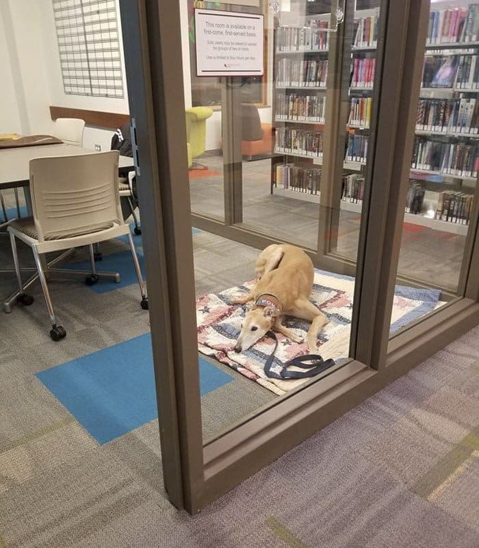 lonely-library-greyhound-dog