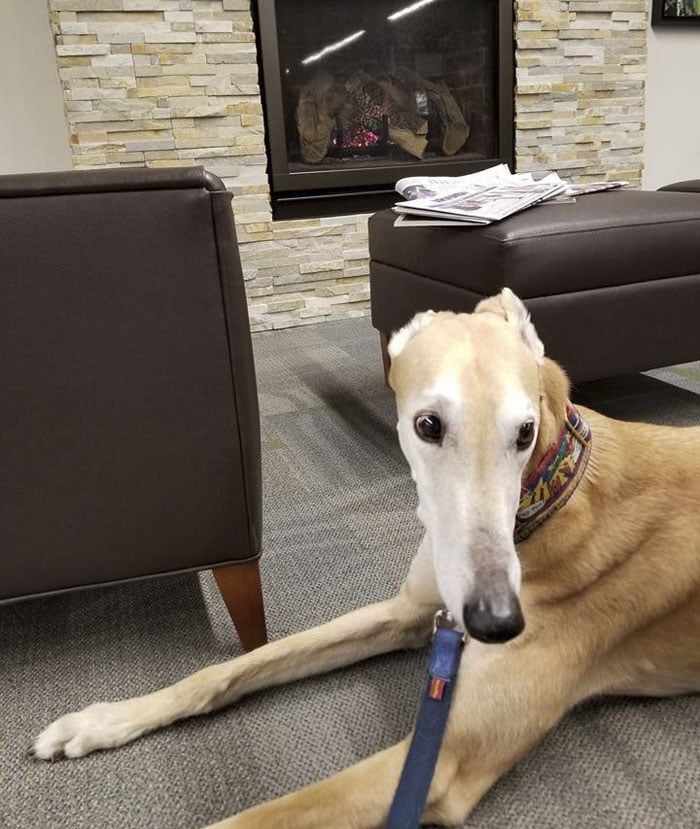 lonely-library-greyhound-dog