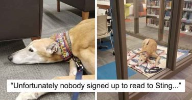 lonely-library-greyhound-dog-featured