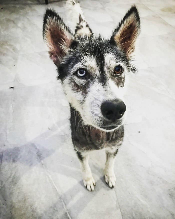 rescued-dog-siberian-husky-luna