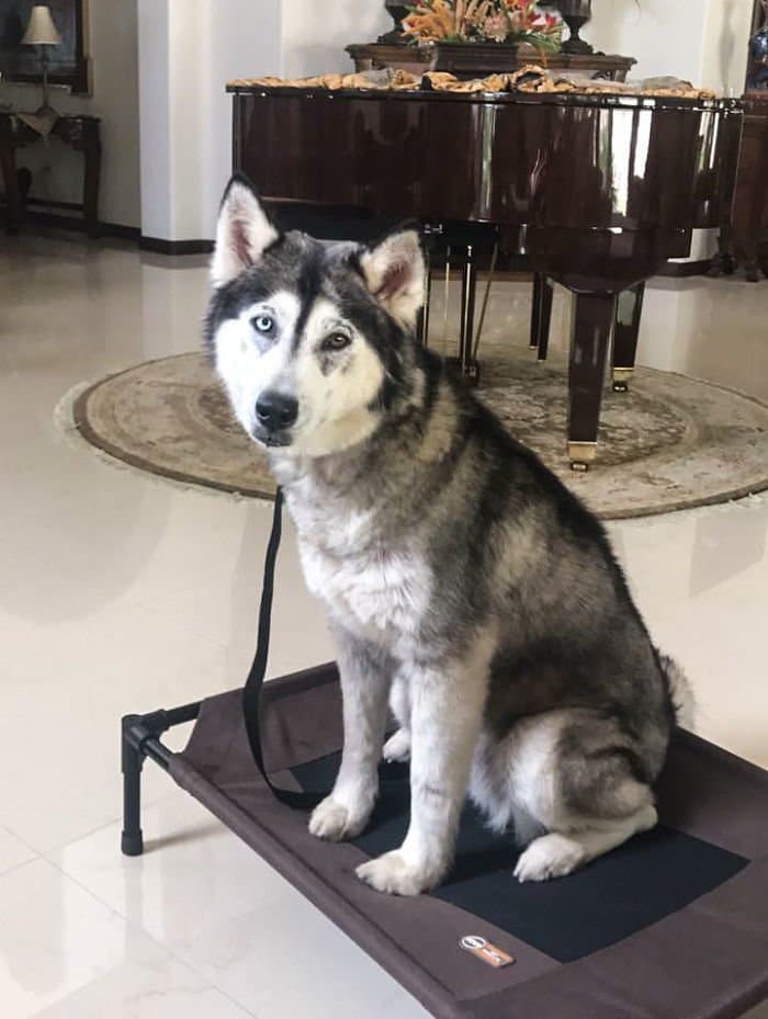 rescued-dog-siberian-husky-luna