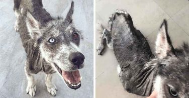 rescued-dog-siberian-husky-luna-featured