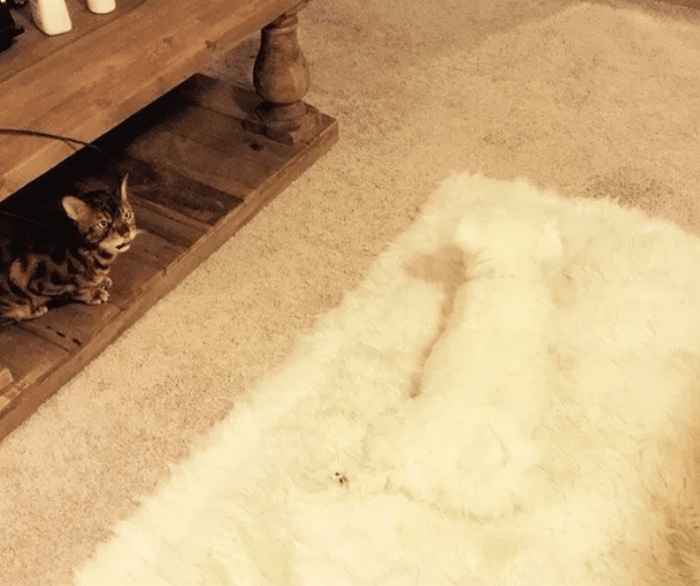 cat-carpet