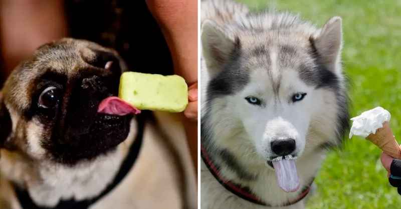 dogs-eating-icecream