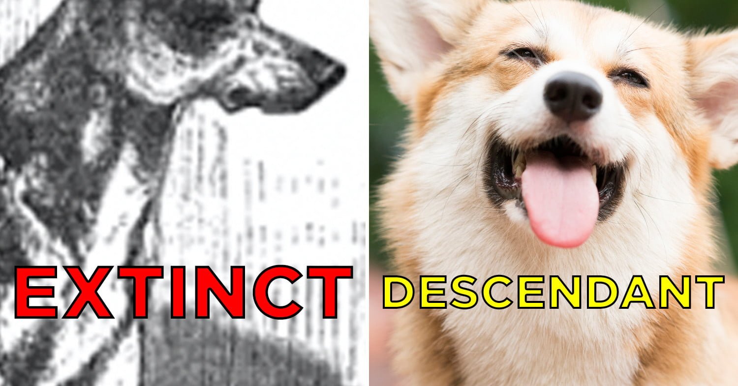 15 Extinct Dog Breeds That You Probably Don T Know About