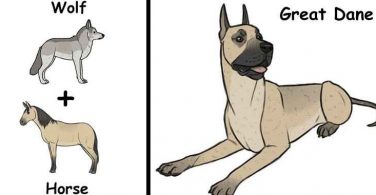 funny-dog-breeds-illustrations