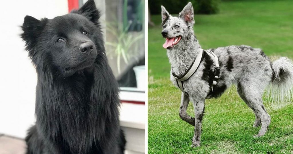 10+ Extinct Dog Breeds That You Probably Don't Know About