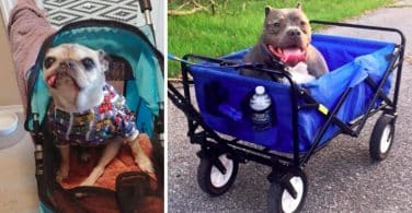 12 Must-Have Accessories For Your Senior Doggo