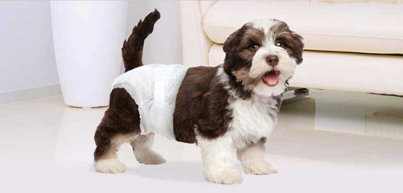 Dog Diapers – Essential Buying Guide of doggo diapers, Reviews & FAQs