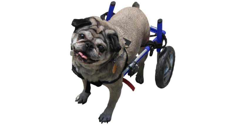 Walking Wheels Wheelchair for Dogs