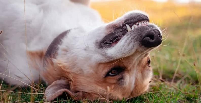5 Best Dog Toothpastes to keep your Dog's Teeth Clean