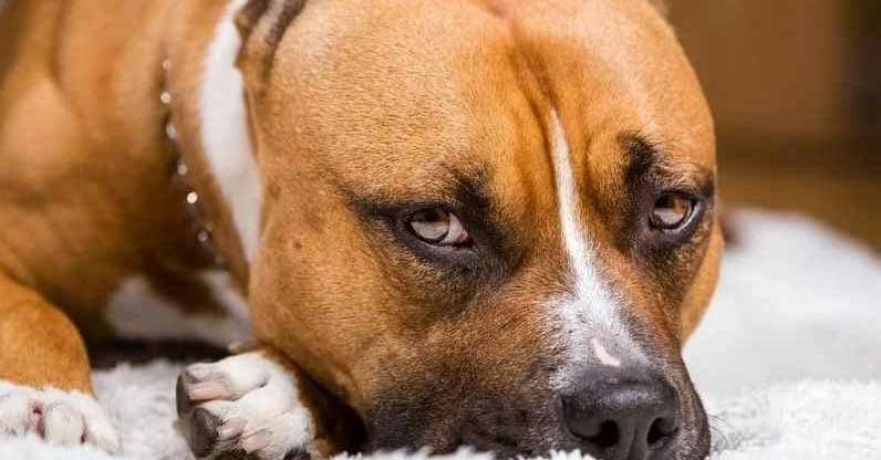 Best Dog Foods Available For Pitbulls