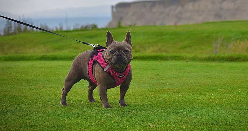 Best Harnesses for Your Bulldog - French bulldog in a harness