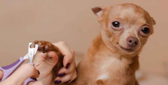 How to Trim Your Dogs Nails Safely