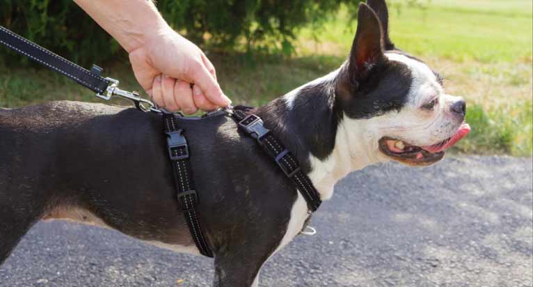 PetSafe 3 in 1 Dog Harness and leash