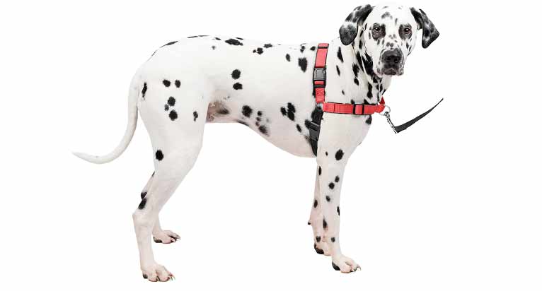 PetSafe Deluxe Easy Walk Dog Harness