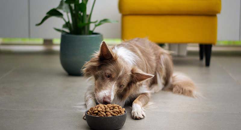 What is the Best Inexpensive Dog Food For Large Breeds