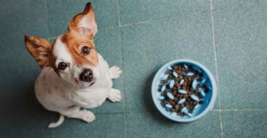 Best slow feeding bowls for your Dog