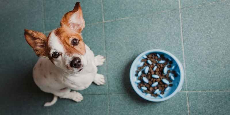Best slow feeding bowls for your Dog