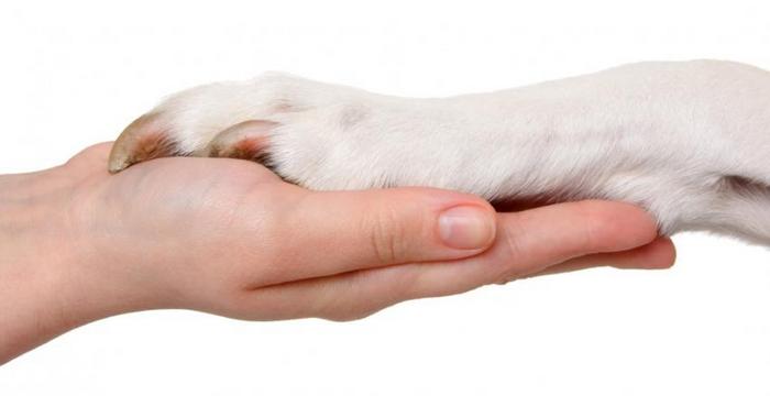 dog paw human