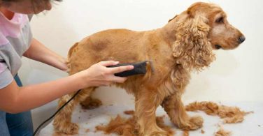 7 Best Dog Clippers For Grooming Your Dog