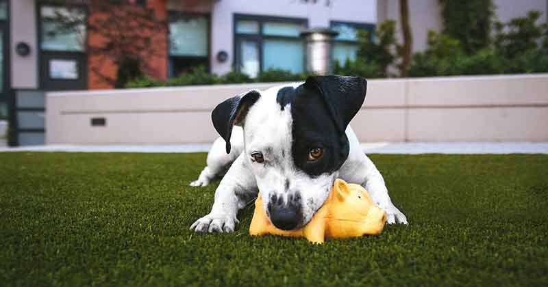 Best Dog Toys in 2023 to Entertain Your Dog