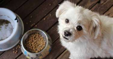 Can You Mix Wet & Dry Dog Food Pros and Cons