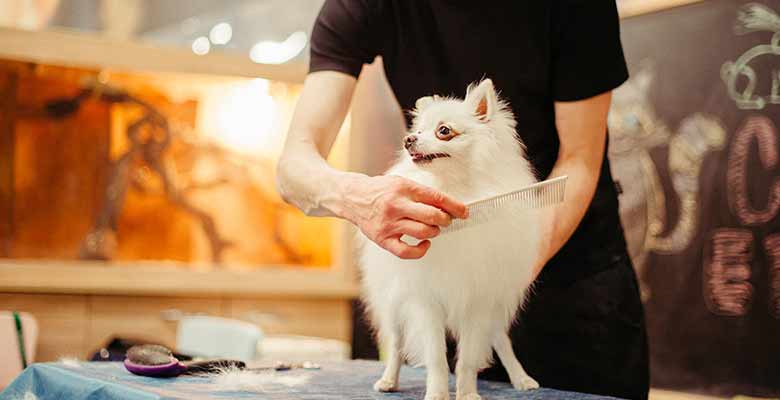 Combing to demat your dog - dog grooming