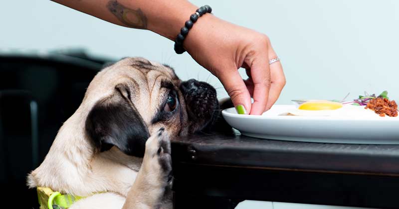 6 Best Dog Food for your pug in 2023