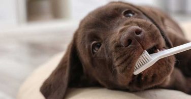 6 Best Dog Toothbrushes For Your Dog's Oral Hygiene