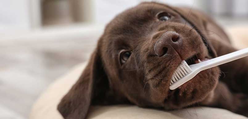 6 Best Dog Toothbrushes For Your Dog's Oral Hygiene