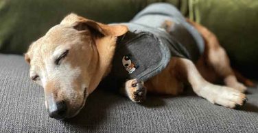 7 Best Dog Anxiety Vests To Keep Your Dog Calm
