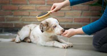 Best Dog Brushes to Groom Your Dog in 2023