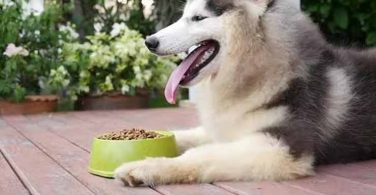 Best Dog Food For Huskies In 2023