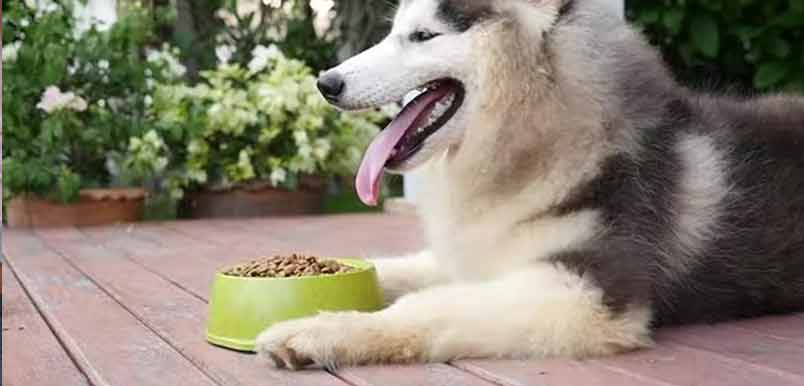 Best Dog Food For Huskies In 2023