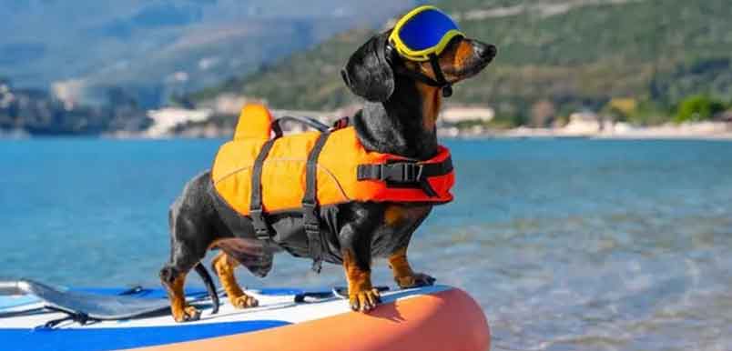 Best Life Jackets And Vests To Buy For Your Dog