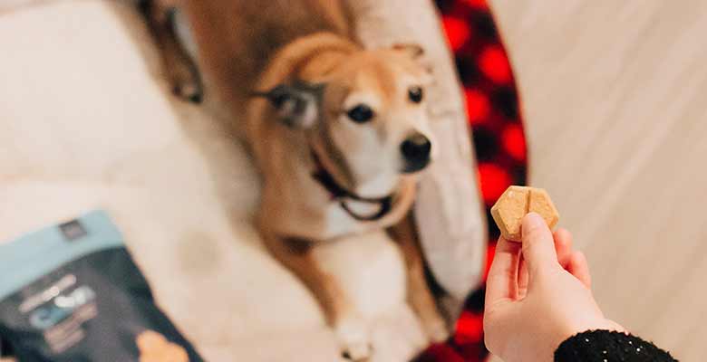 Giving your dog treats as a reward
