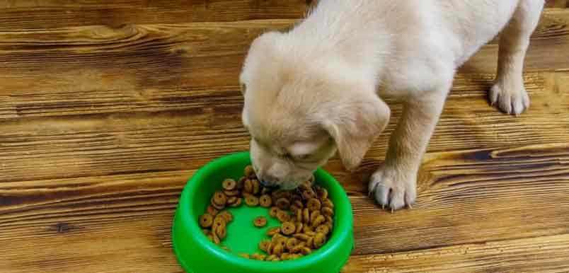 8 Best Foods For Labrador Puppies