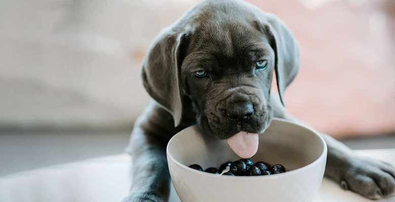 Avoid harmful ingredients in your dog food