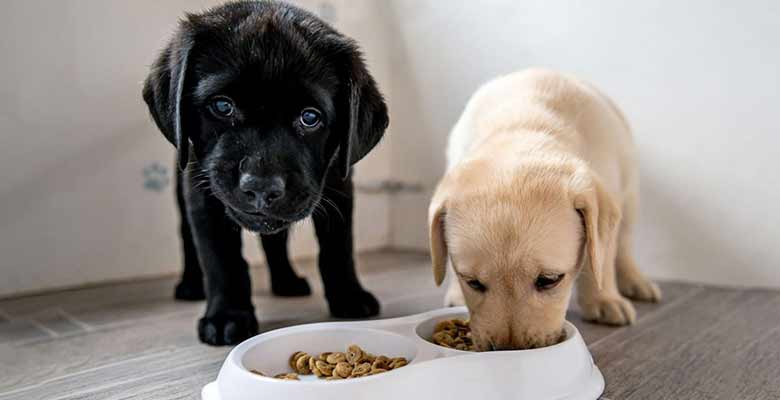 Brown and Black puppy eating food from white bowl