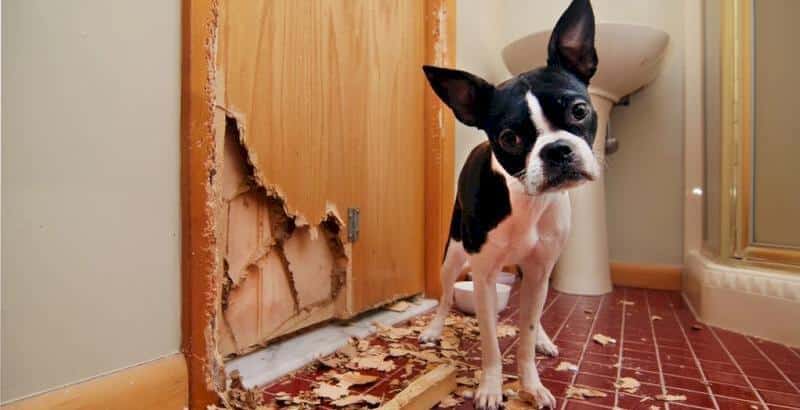 Top-Tips-for-Puppy-Proofing-your-Home