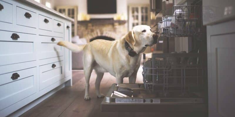 dog-friendly-kitchen
