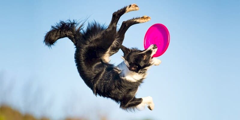 dog-frisbee